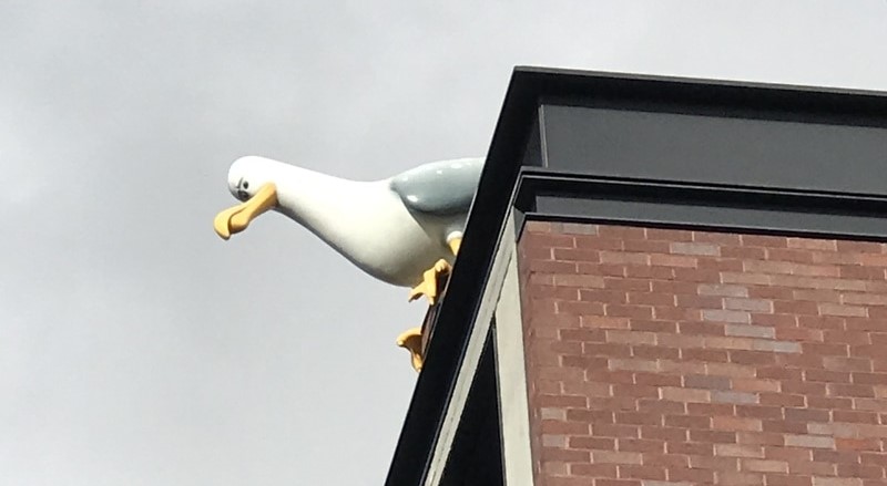 Seagull